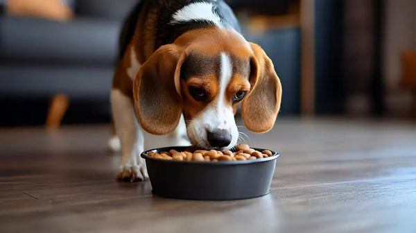 Você está alimentando seu pet do jeito certo? Descubra os erros mais comuns!